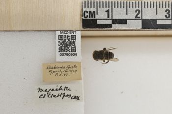 Media type: image;   Entomology 790904 Aspect: Labels
